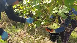 Grape picking in Great Britain