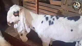 Mohsin bhai ke bakre 🐐 Nasrullha goat farm