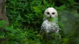 Feathered Charm: Middle Moments with the Snowy Owl in Zoo - Free Video Captivation