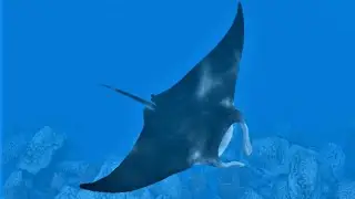 주타이쿤2 관찰카메라 - 만타가오리 (ZT2 observation camera - Manta Ray)