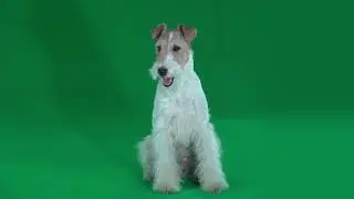 sitting fox terrier green screen