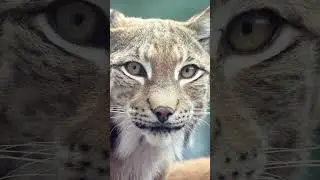 American Bobcat- The Amazing Close-Up!#short #bobcat