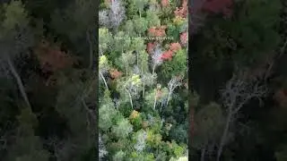 Drone footage captured vivid fall foliage in Park City, Utah. 🍂🍁🍃