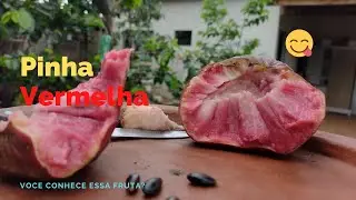 A Pinha Vermelha dos Astecas / frutífera exótica ( Annona reticultata “red”)