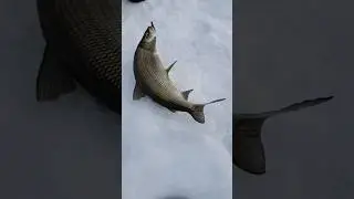 Can't wait 😍     #whitefish #lakesimcoe