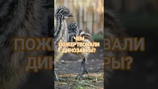 РЕАЛЬНЫЕ ЧЕМПИОНЫ БЕГА! #упоротый_палеонтолог  #динозавры #животные #палеонтология #эволюция