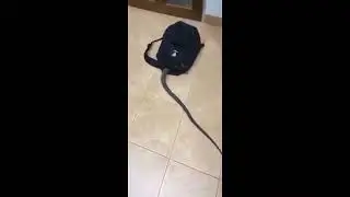 Suddenly snake come on mobile screen #horror status whatsapp status
