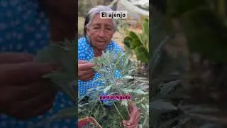 Este es el ajenjo que sirve para el h&iacute;gado graso y el est&oacute;mago inflamado #viralvideo ✅👵