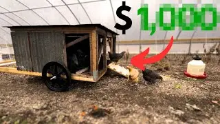 The Most Expensive Part of Raising Chickens