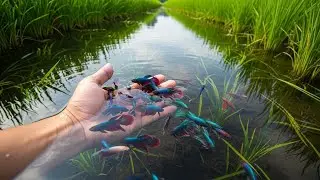 Wild Betta Fish Hand Caught Discovery