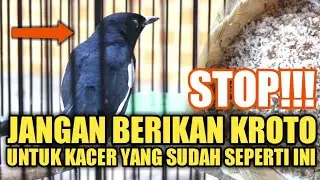 STOP!! JANGAN BERIKAN KROTO UNTUK KACER INI | EXTRA FOODING UNTUK KACER - DR KACER