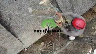 TreeNewal Pruning and Decaying Trunk Removal Near House