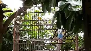Canto can&aacute;rio fa&ccedil;a seu can&aacute;rio cantar em 2 minutos