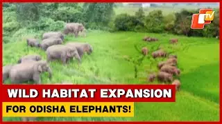 Odisha Mulls Wild Habitat Expansion And Food Security For Elephants