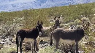 Burros of the Panamint Valley
