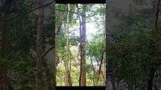 Baby monkeys climb trees together