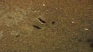 Common Indian Crow Euploea core Patrolling by Dr  Raju Kasambe best Video DSCN1959