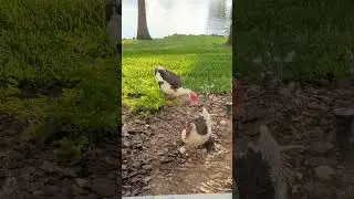 Female Muscovy Duck Chirps to Flirt, Mate Snaps Twig with Feather & Wags Tail at Oviedo Grove