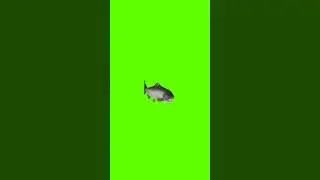 3D Fish Swim Green Screen #shorts#animals  #greenscreen#cartoon  #animation #background#short