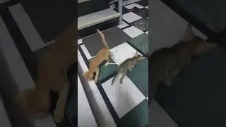 #kittens #cat #pets #tiktok #viral #shorts #youtubeshorts #youtube #catvideos #cute #funny #news #ai