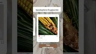 Tiny Caterpillar, Massive Damage: The Story of Spodoptera frugiperda🌽