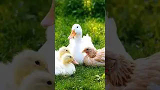 Duck Family Adopts Helpless Baby Chicken #LoveNotBlood #Family #Love #Animals #Cute
