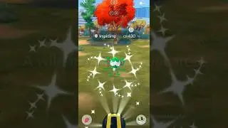 Когда я получил ✨ блестящего Импидимпа в Pokemon GO.