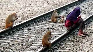 Monkey waiting in Train Signal ll ट्रेन सिग्नल में बंदर का इंतजार
