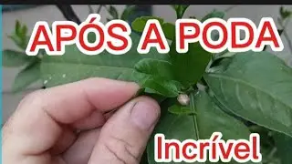 APÓS A PODA VEJA COMO FICOU MEU LIMOEIRO