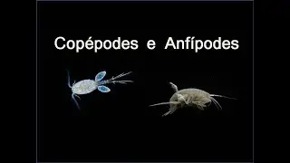Amigos do Marinho – Live   Aprenda tudo sobre Copépode e Anfípode por Wesley Freitas
