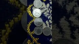 Lots of East Caribbean State 10 Cent 1965(AH 1387) Obsolete Coins-03