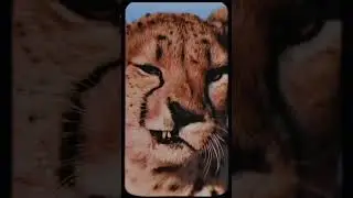 @thundercatmusic & @TameImpala OUT NOW!!!