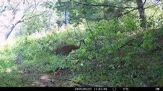 Parry Sound Hillside Trail Camera: Sandhill Crane Pair with Two Colts