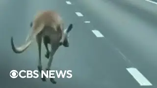 Kangaroo causes crash, traffic jam after running away