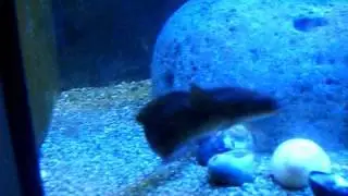 5 Bearded Rockling