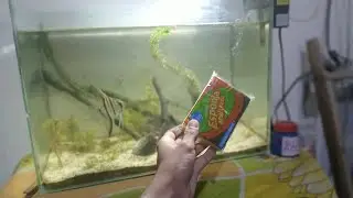Vamos fazer uma live de manuten&ccedil;&atilde;o noturna dos peixes 🐟 | Live ao vivo