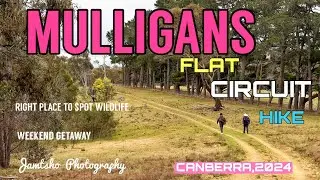 MULLIGANS FLAT CIRCUIT HIKE,CANBERRA ,2024 (4K)