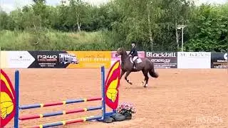 16.2h Liver Chestnut Mare