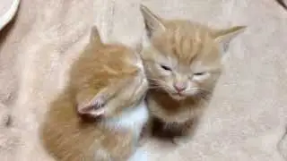 眠くて眠くてたまらない子猫 Too Sleepy Two Kittens