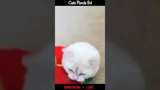 Smart Cat | Cat Play time