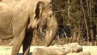 Slon v ZOO Ljubljana