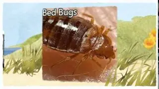 Official Pest Control Roseville CA 916-226-4836 Flea Spraying