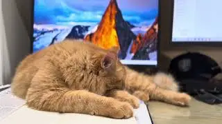 Mr. Mittens Takes Over My Desk 😴🐱 | Trying to Work With a Sleepy Cat
