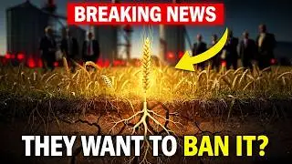 Big Ag In CRISIS As Farmers Switch To This Grain That Never Needs Replanting
