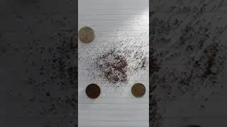 🐜💩 what drywood termite frass looks like #florida