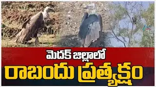 Vulture Spotted At Medak District | మెదక్ జిల్లాలో రాబందు ప్రత్యక్షం | ZEE Telugu News