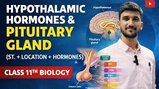 Hypothalamic hormones | Pituitary gland it's structure location and hormones | Anant Biology Classes