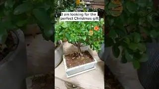 Real bonsai tree vs Lego bonsai tree