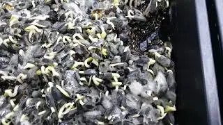 Sunflower Microgreen Mold