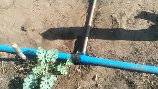 Como est&aacute; o plantio de melancia, de iniciantes (crimson sweet).